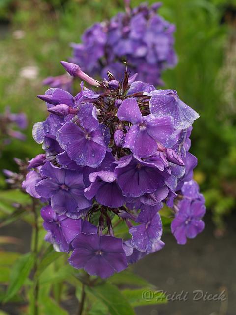 Phlox Blauer Morgen_1.JPG